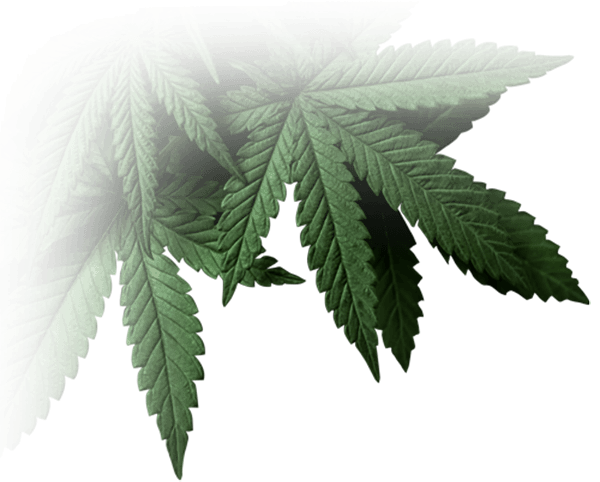 CBD Products Hemp Leaf Hanging Down
